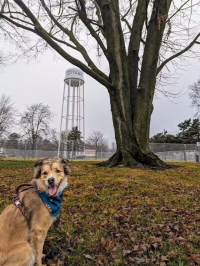 Ali's Dog Park - Ottawa, OH