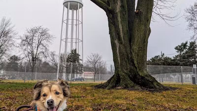 Ali's Dog Park - Ottawa, OH