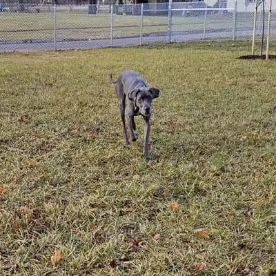 Ali's Dog Park - Ottawa, OH