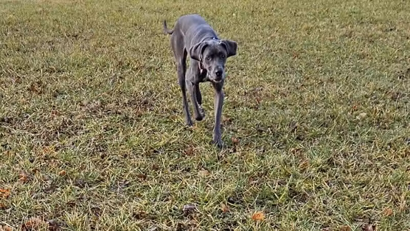 Ali's Dog Park - Ottawa, OH