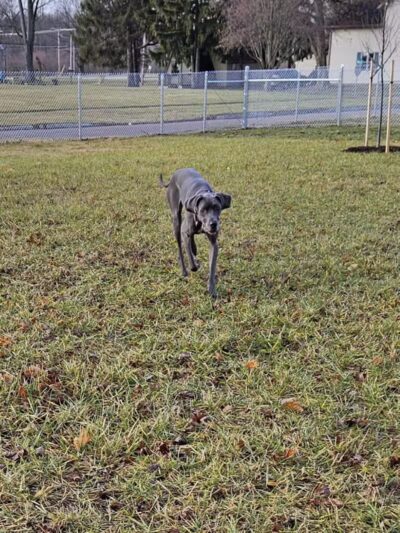 Ali's Dog Park - Ottawa, OH
