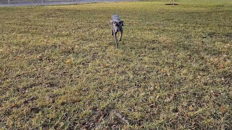 Ali's Dog Park - Ottawa, OH