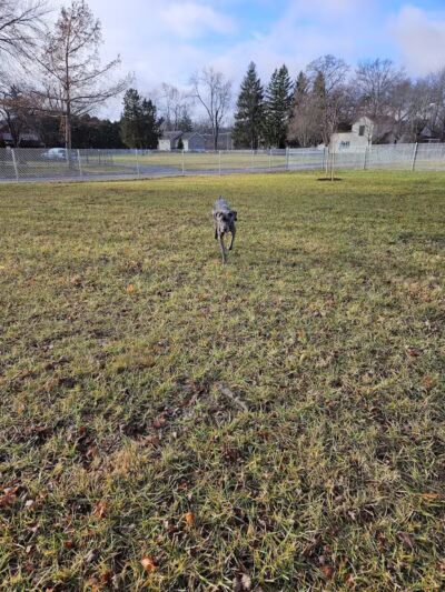 Ali's Dog Park - Ottawa, OH