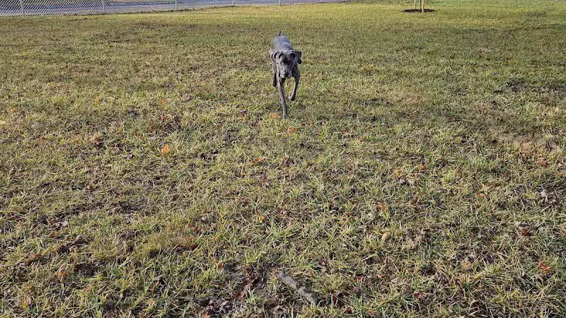 Ali's Dog Park - Ottawa, OH
