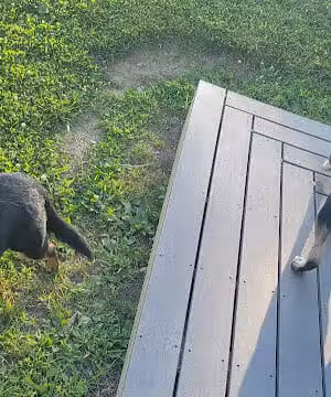 Northside Bark Dog Park - Oxford, OH