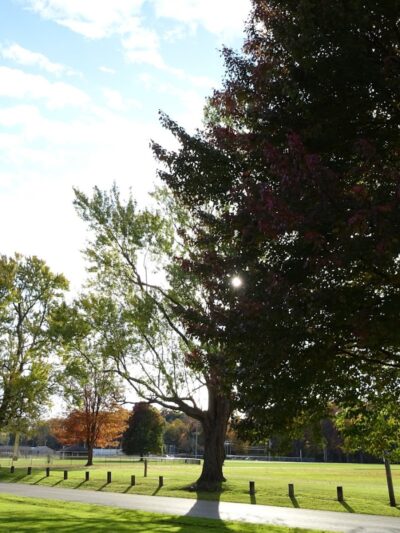 Painesville Rec Park Dog Park - Painesville, OH