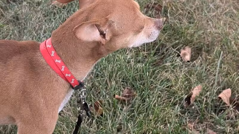 Pandora Park - Pandora, OH