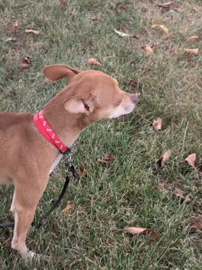 Pandora Park - Pandora, OH