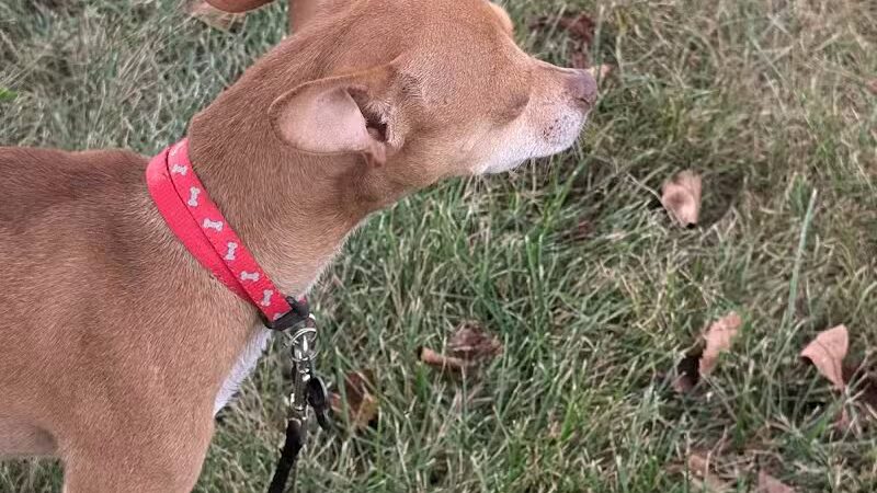 Pandora Park - Pandora, OH