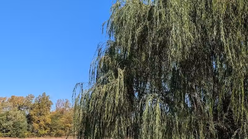 Pandora Park - Pandora, OH