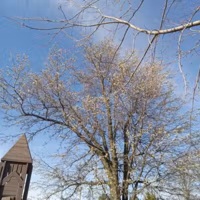 Pandora Park - Pandora, OH