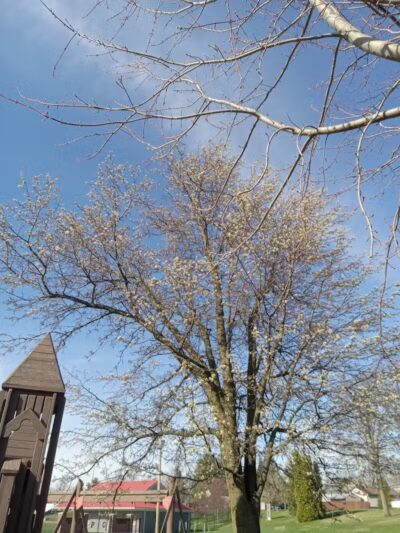 Pandora Park - Pandora, OH