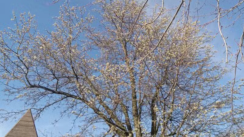 Pandora Park - Pandora, OH