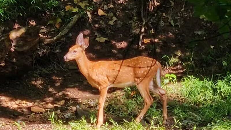 Big Creek Trail Parking - Parma Heights, OH