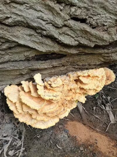 Big Creek Trail Parking - Parma Heights, OH