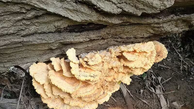 Big Creek Trail Parking - Parma Heights, OH