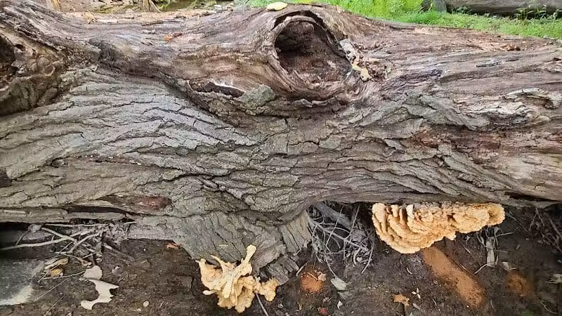 Big Creek Trail Parking - Parma Heights, OH