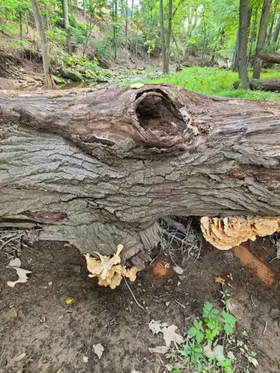 Big Creek Trail Parking - Parma Heights, OH