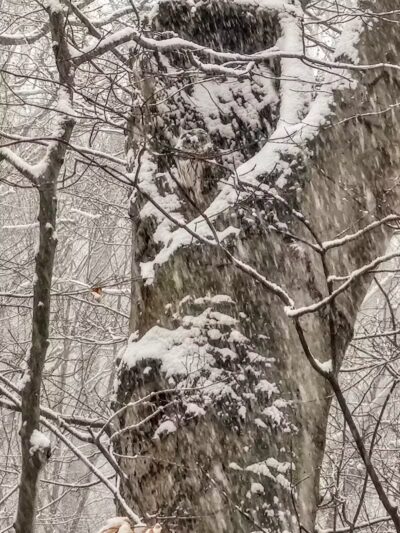 Big Creek Trail Parking - Parma Heights, OH