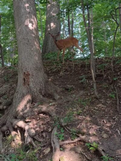 Big Creek Trail Parking - Parma Heights, OH
