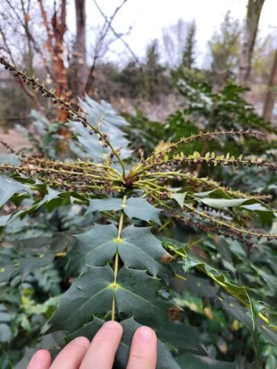 Colombo Park - Parma Heights, OH