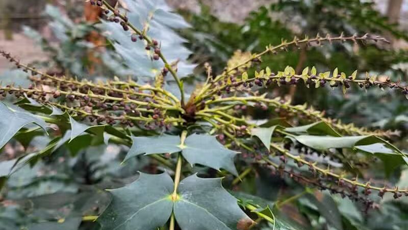 Colombo Park - Parma Heights, OH