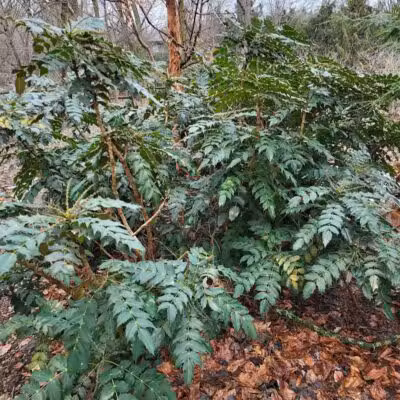 Colombo Park - Parma Heights, OH