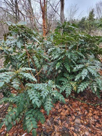 Colombo Park - Parma Heights, OH