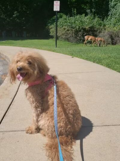 Commons Park - Parma Heights, OH