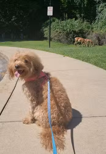 Commons Park - Parma Heights, OH