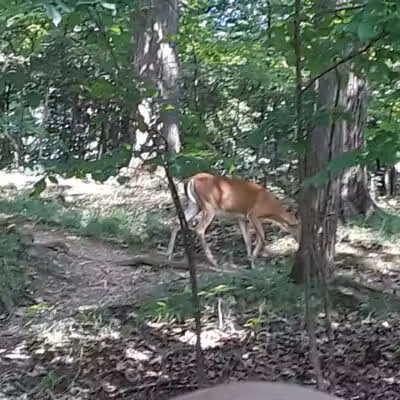 Creekside Shelter at Big Creek Reservation - Parma Heights, OH