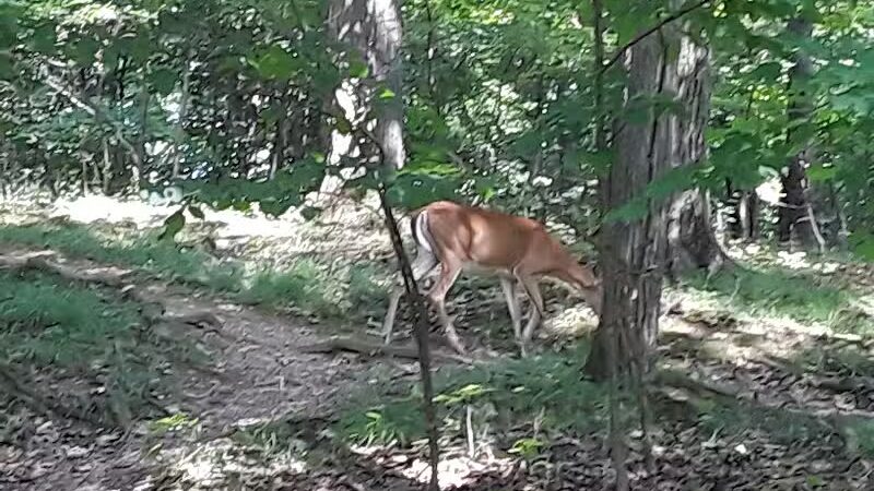 Creekside Shelter at Big Creek Reservation - Parma Heights, OH