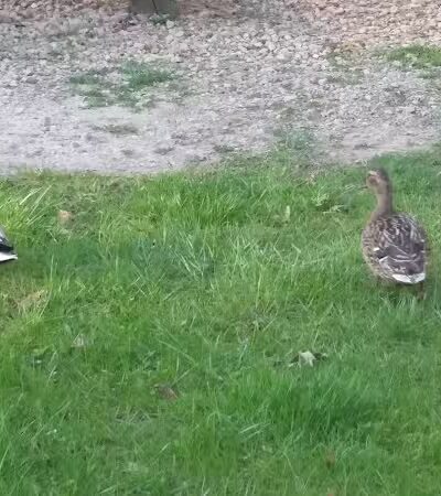 Creekside Shelter at Big Creek Reservation - Parma Heights, OH