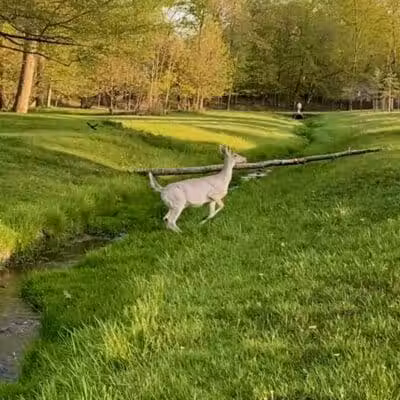Radlick Park - Parma Heights, OH