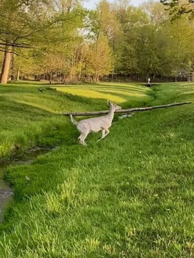 Radlick Park - Parma Heights, OH