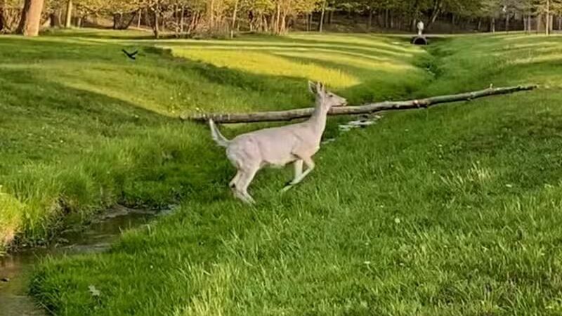 Radlick Park - Parma Heights, OH