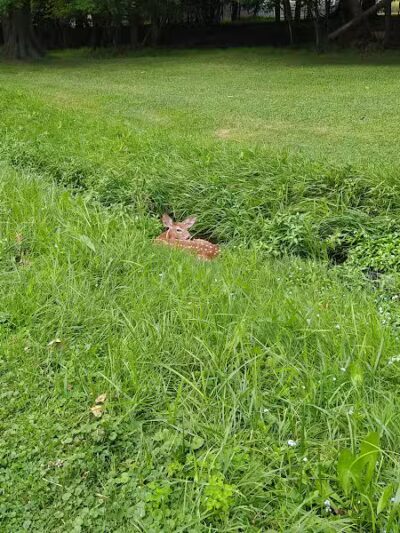 Radlick Park - Parma Heights, OH