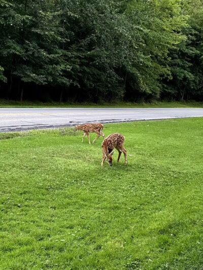 Snow Road Picnic Area - Parma Heights, OH