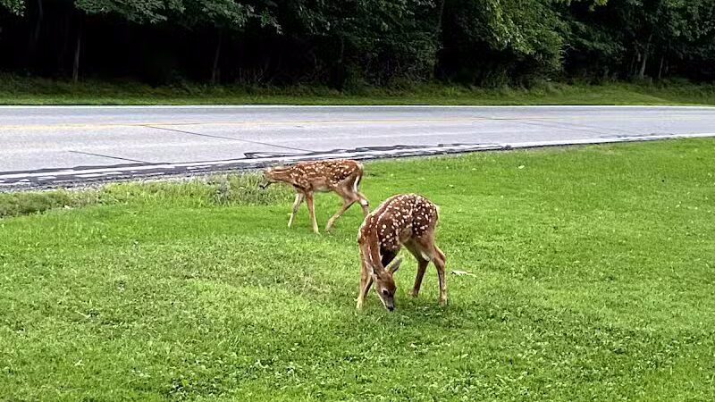 Snow Road Picnic Area - Parma Heights, OH