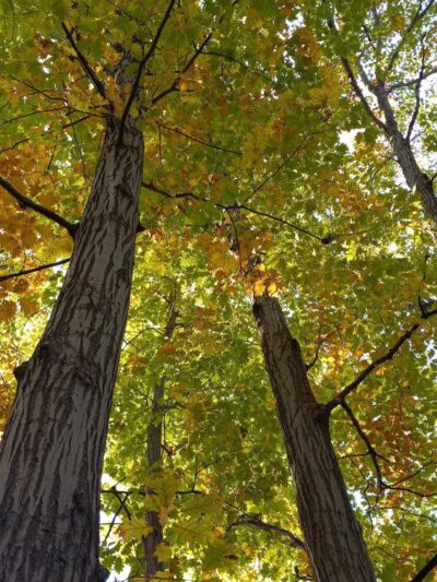 Snow Road Picnic Area - Parma Heights, OH