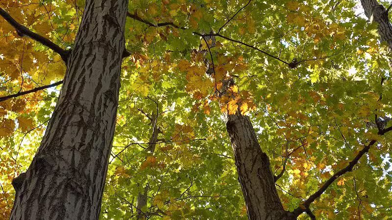 Snow Road Picnic Area - Parma Heights, OH