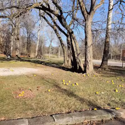 Snow Road Picnic Area - Parma Heights, OH