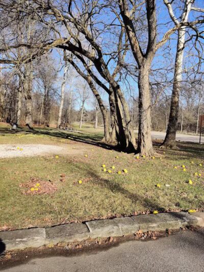 Snow Road Picnic Area - Parma Heights, OH