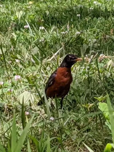 Snow Road Picnic Area - Parma Heights, OH