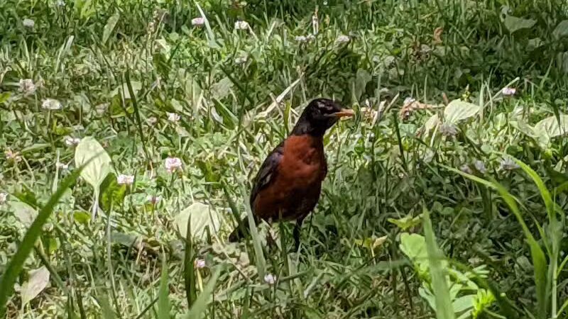 Snow Road Picnic Area - Parma Heights, OH