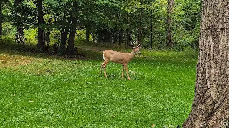 Big Creek Parkway - Parma, OH