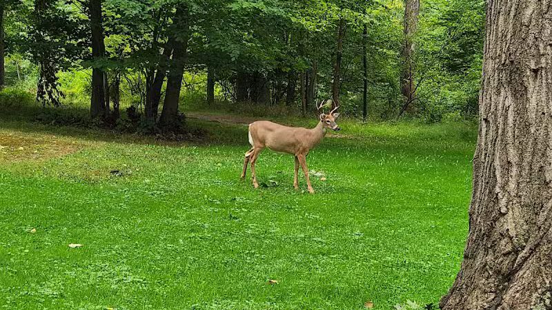 Big Creek Parkway - Parma, OH