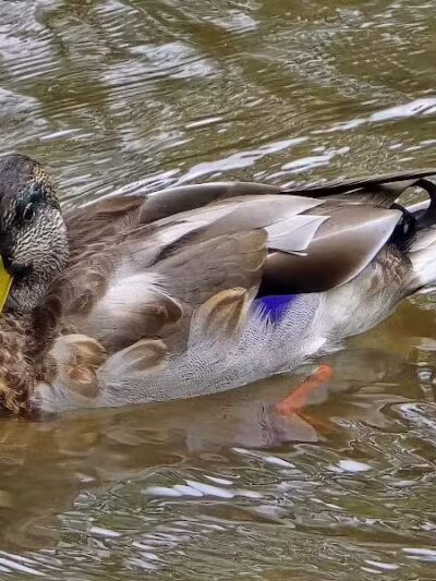 Big Creek Parkway - Parma, OH