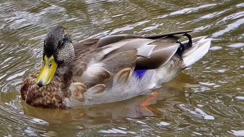 Big Creek Parkway - Parma, OH