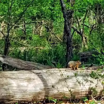 Big Creek Parkway - Parma, OH